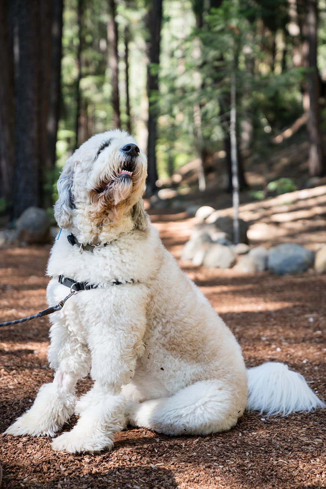 mountain wedding at twenty mile house, Portraits Along the Feather River at Twenty Mile House