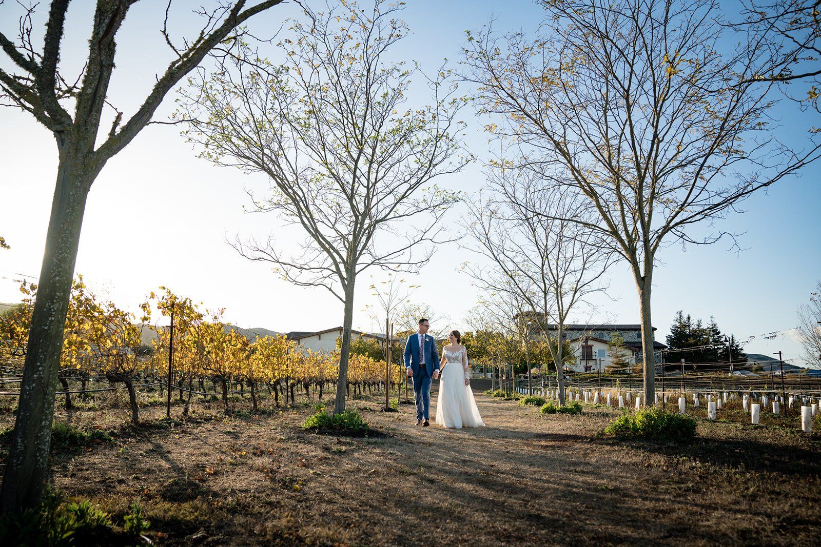 college-sweethearts vineyard elopement at jacuzzi family vineyards, Portraits Across the Vineyard Estate
