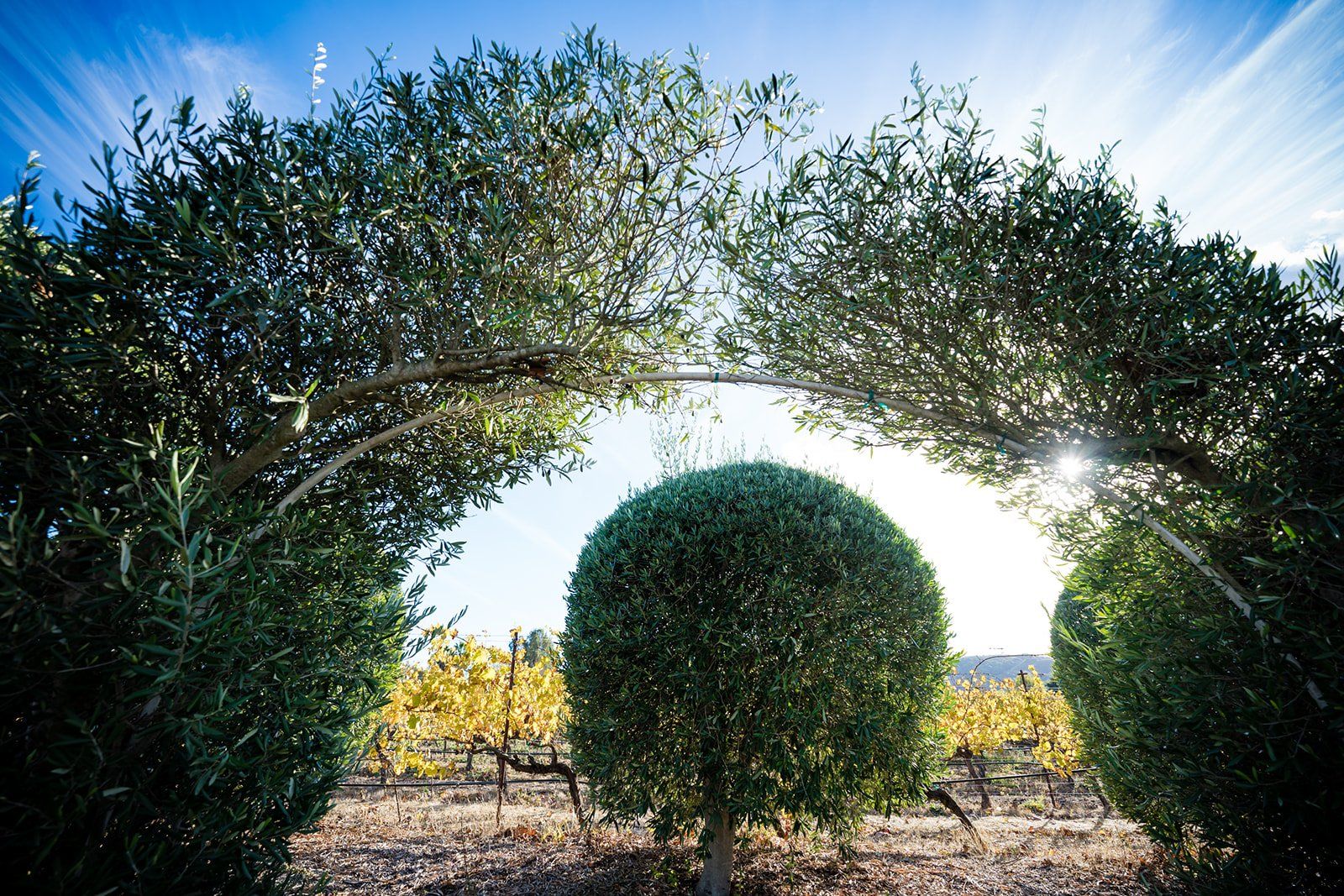 college-sweethearts vineyard elopement at jacuzzi family vineyards, A Two-Person Vineyard Ceremony in Sonoma
