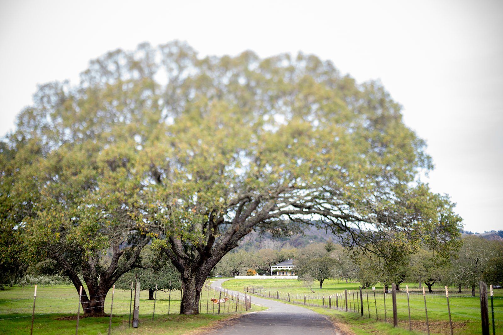 ranch micro wedding at beltane ranch, Getting Ready at the Beltane Ranch Cottage