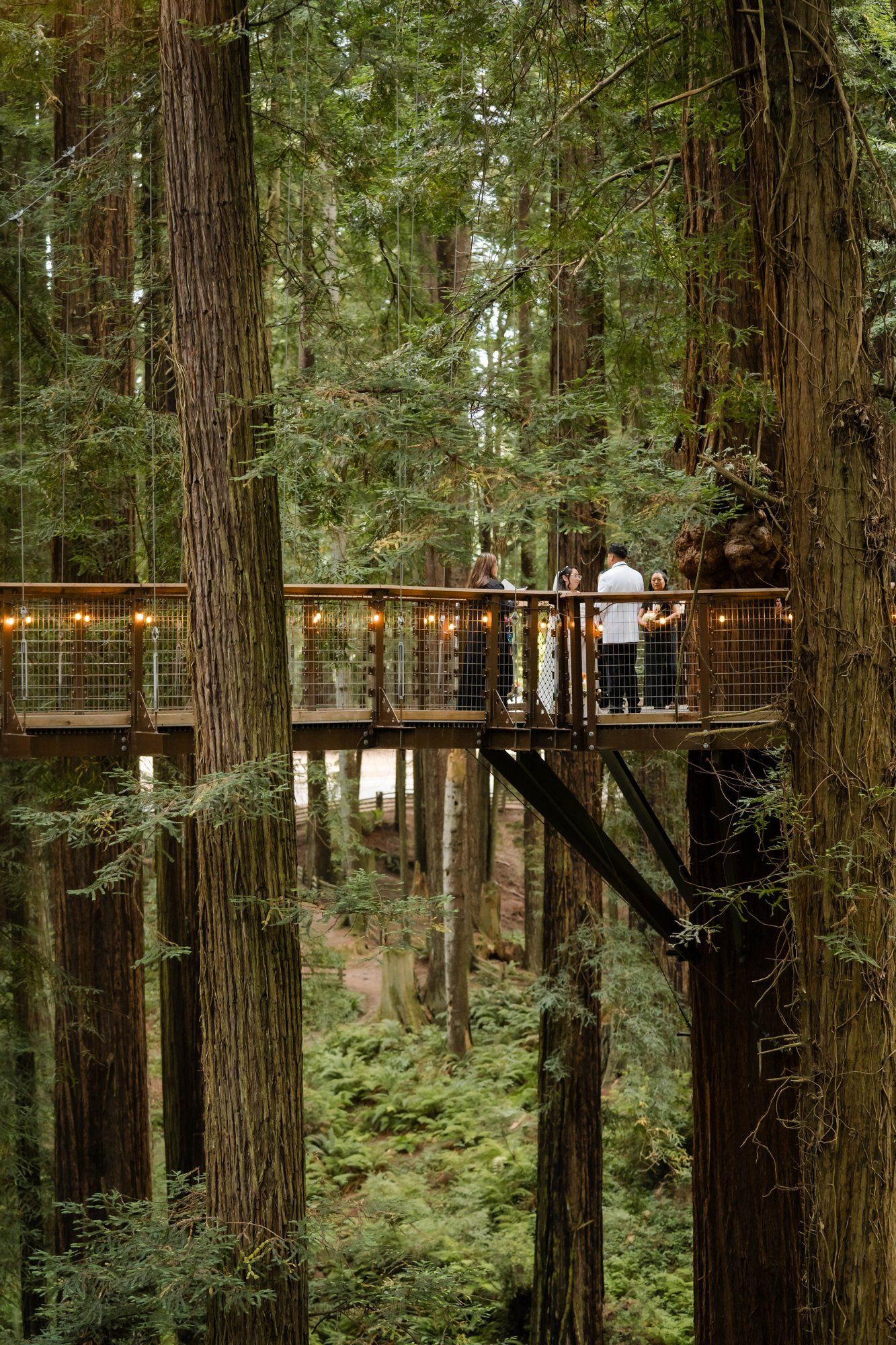 same-sex redwoods elopement at sequoia park zoo skywalk, A Humboldt Redwoods Elopement in the Canopy