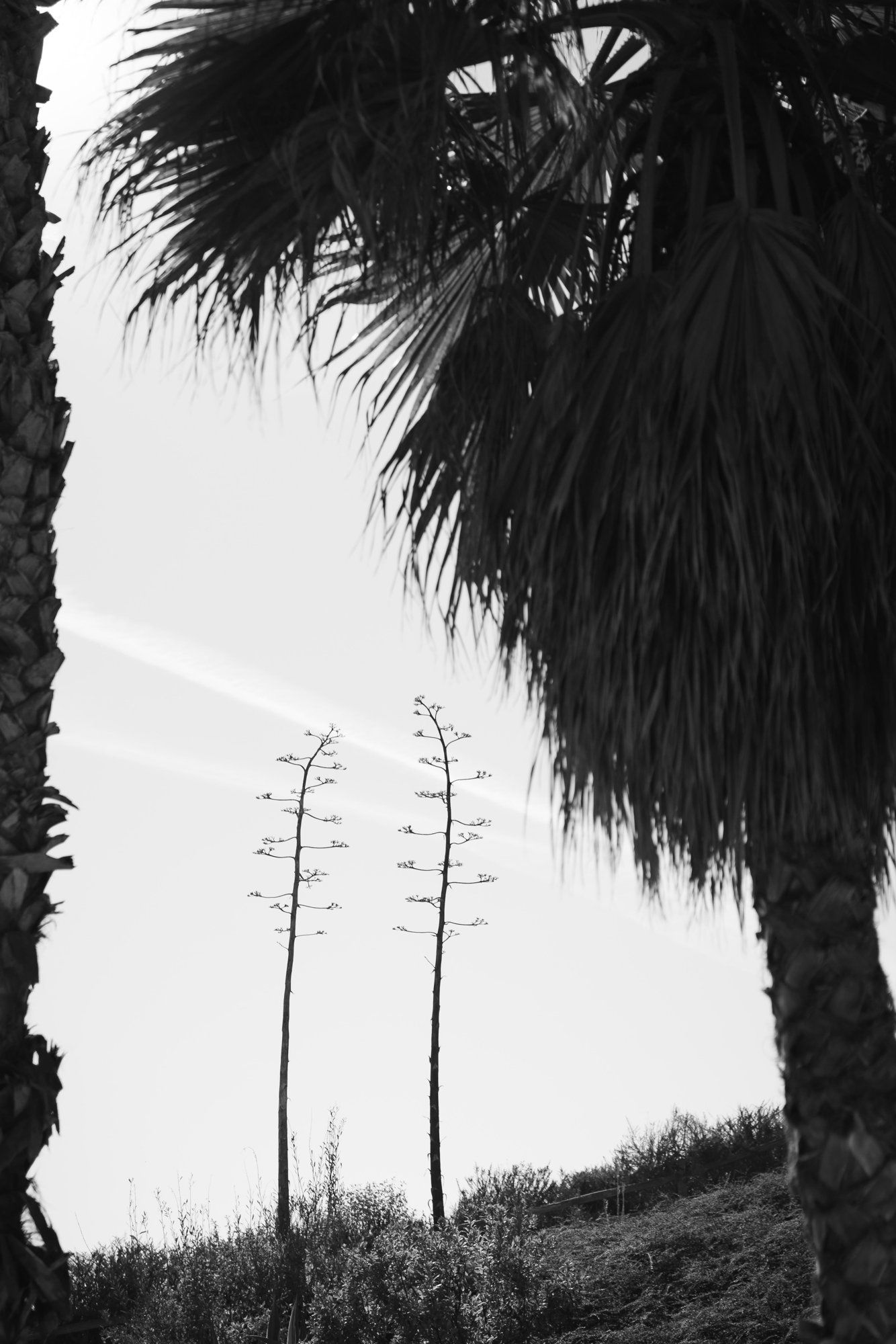 sb courthouse palm terrace ceremony, Getting Ready at the Bacara