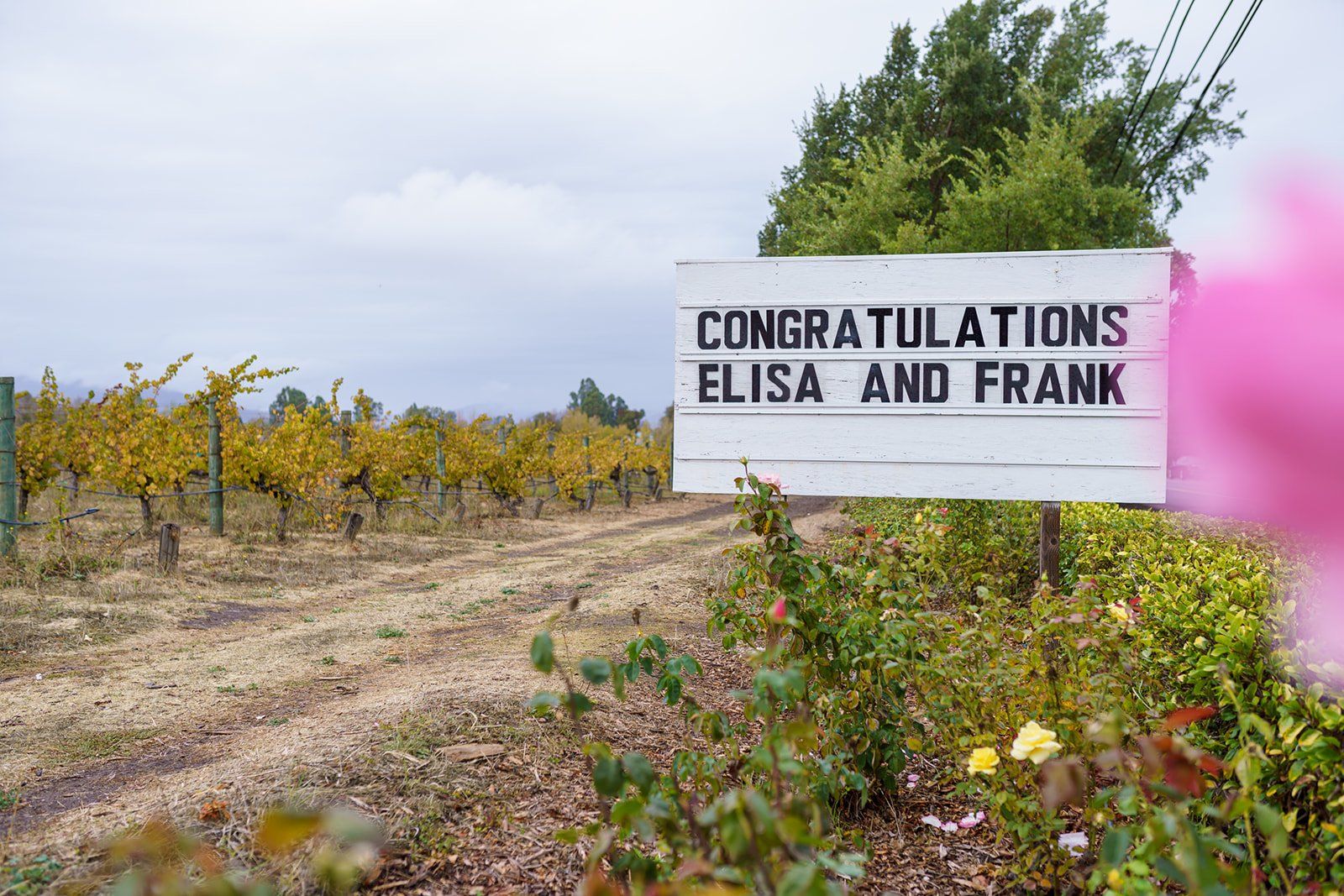 pandemic-era accessible vineyard wedding at cline family cellars, An Accessible Ceremony at Cline Family Cellars