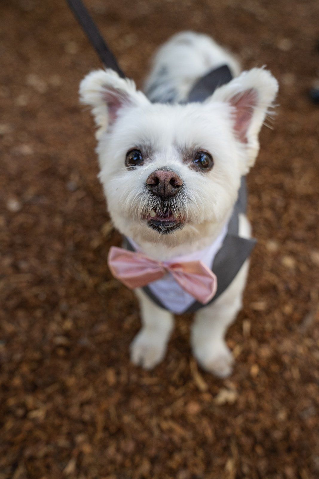 minimony at sand rock farm (12 guests), Portraits Across a Historic Aptos Estate
