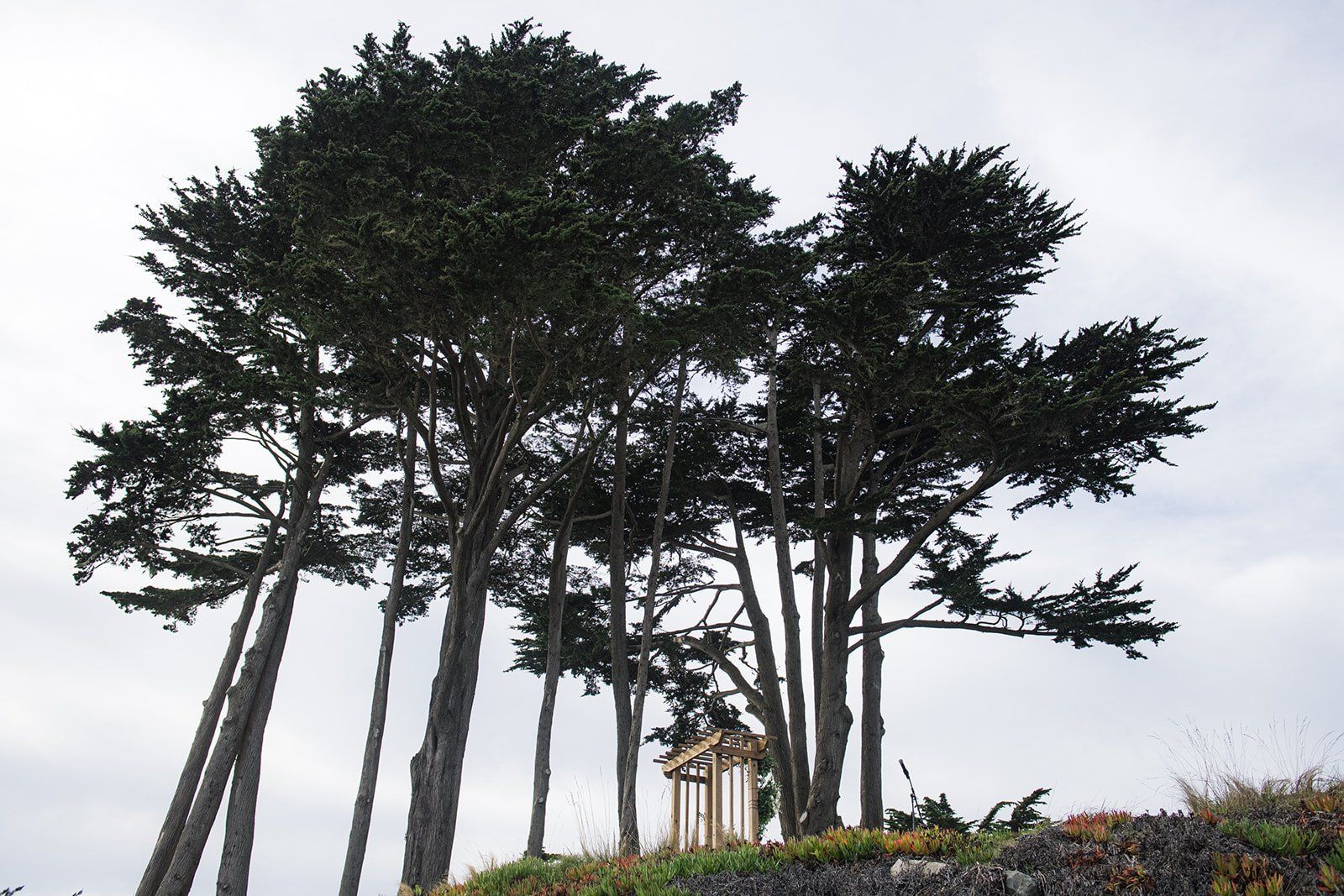 largest micro wedding at mavericks house, The Lawn Ceremony at Mavericks House, Half Moon Bay
