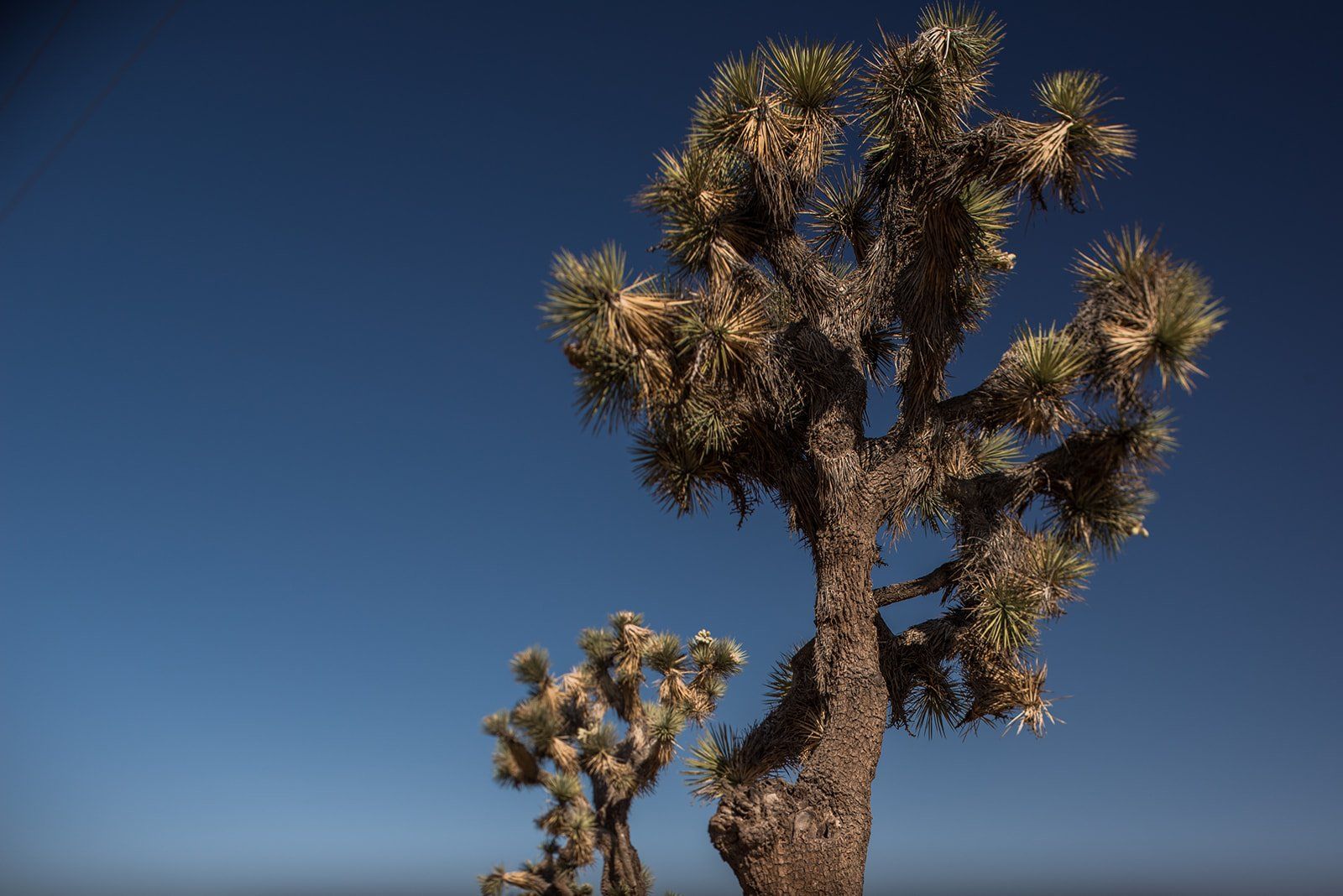 livestreamed joshua tree minimony, Desert Portraits Across the Joshua Tree Landscape