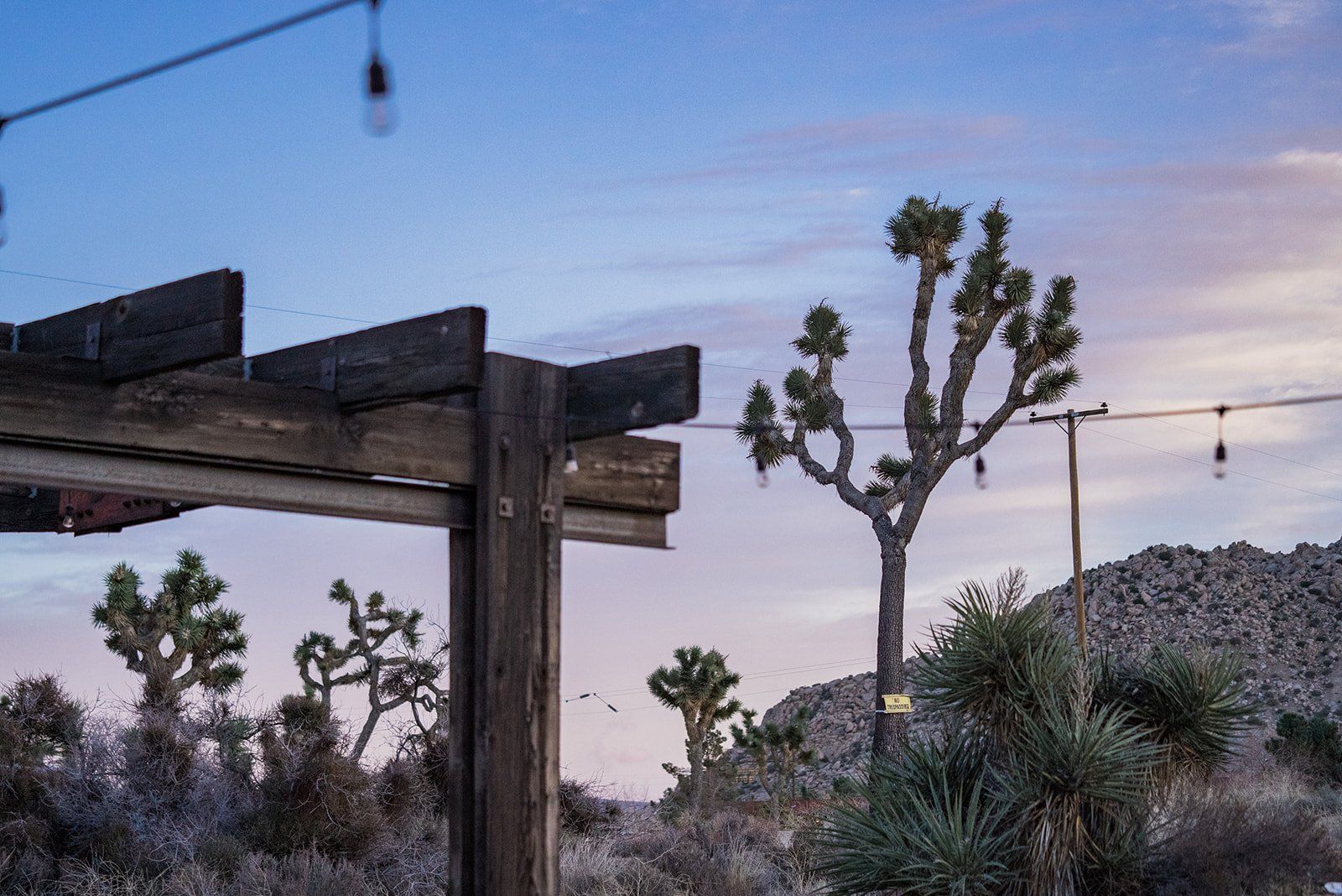 livestreamed joshua tree minimony, Sunset, First Dance, and a Red Velvet Cake