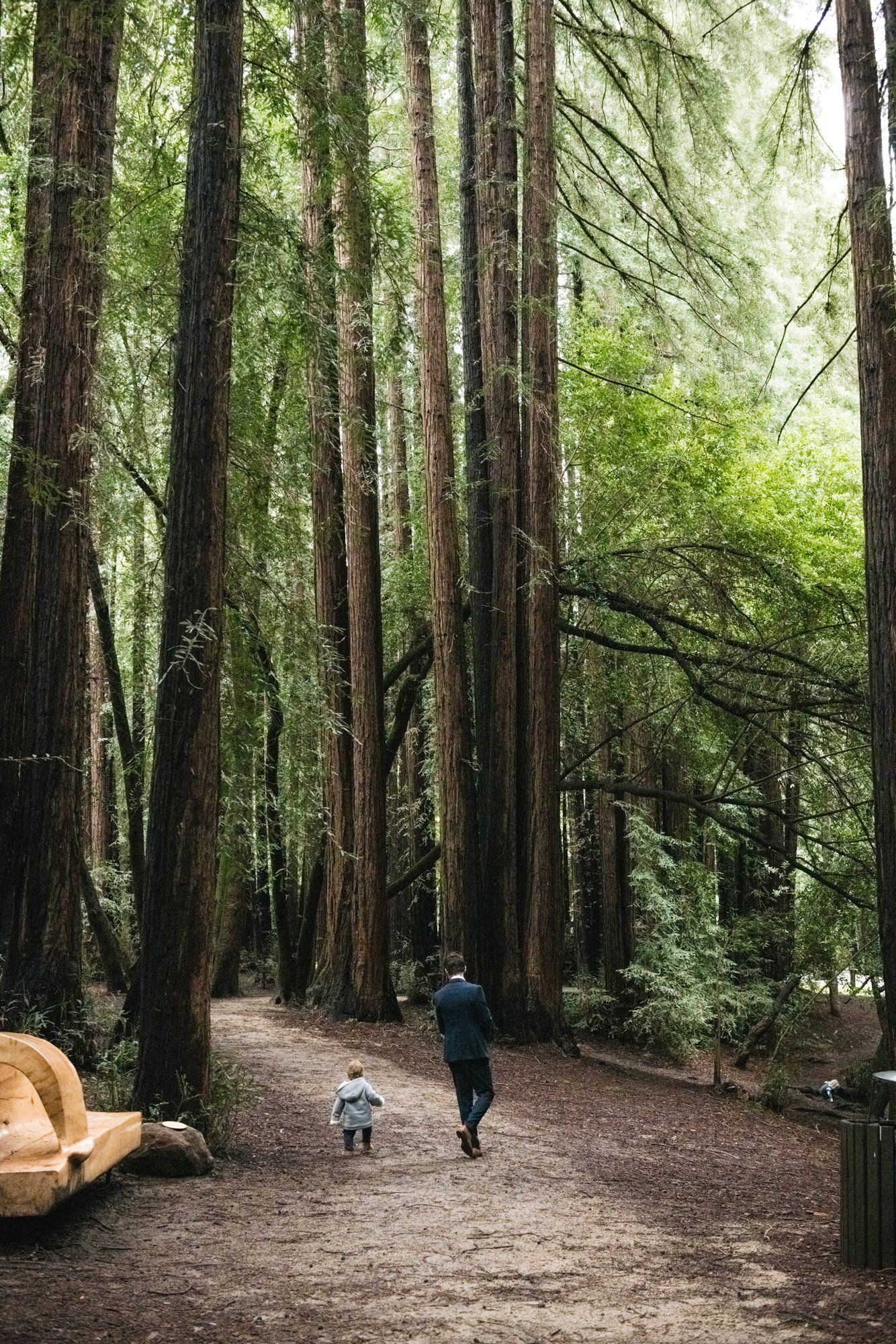 family-only redwoods minimony at old mill park, Family Photos in the Grove at Old Mill Park