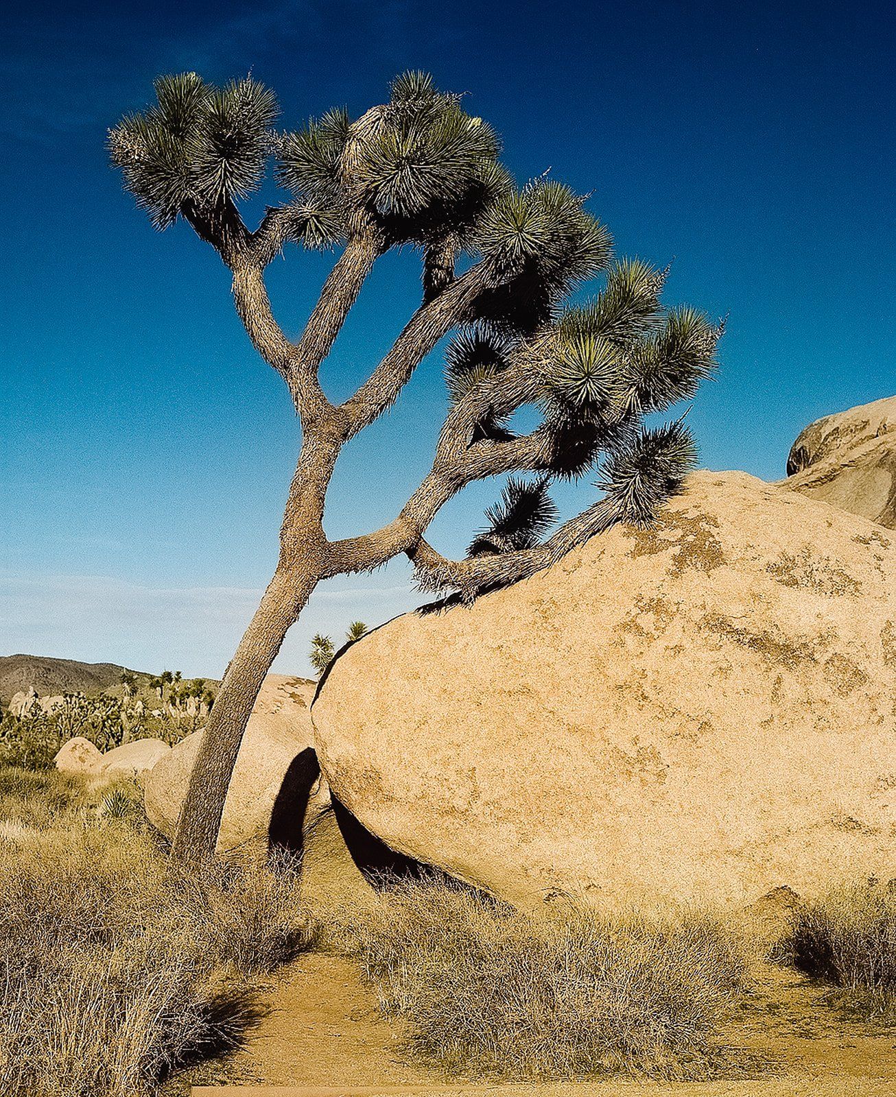 joshua tree national park desert ceremony at cap rock, Portraits Among the Cap Rock Formations