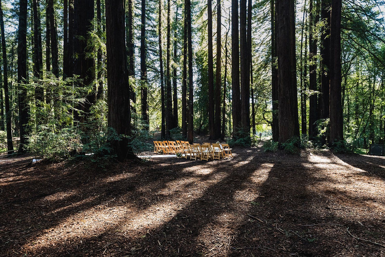 redwoods park ceremony + graduate berkeley reception (with a bus), Under the Redwoods at Roberts Regional, a Two-Venue Berkeley Wedding