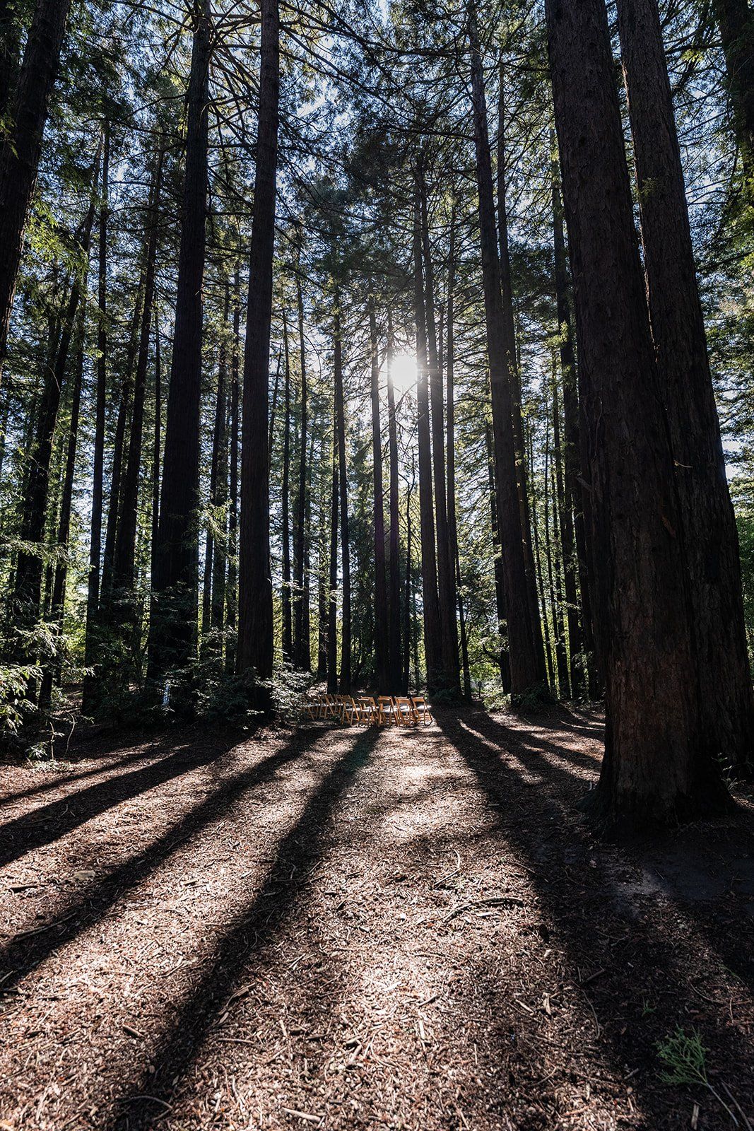 redwoods park ceremony, Under the Redwoods at Roberts Regional