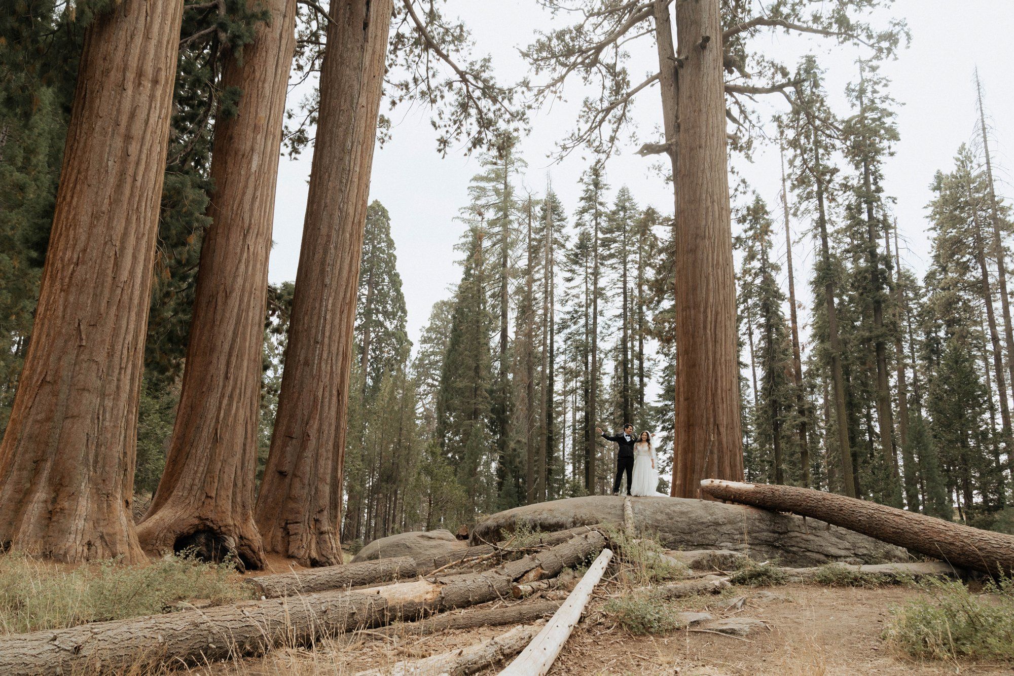 micro wedding in sequoia national park, Family Among the Giant Trees