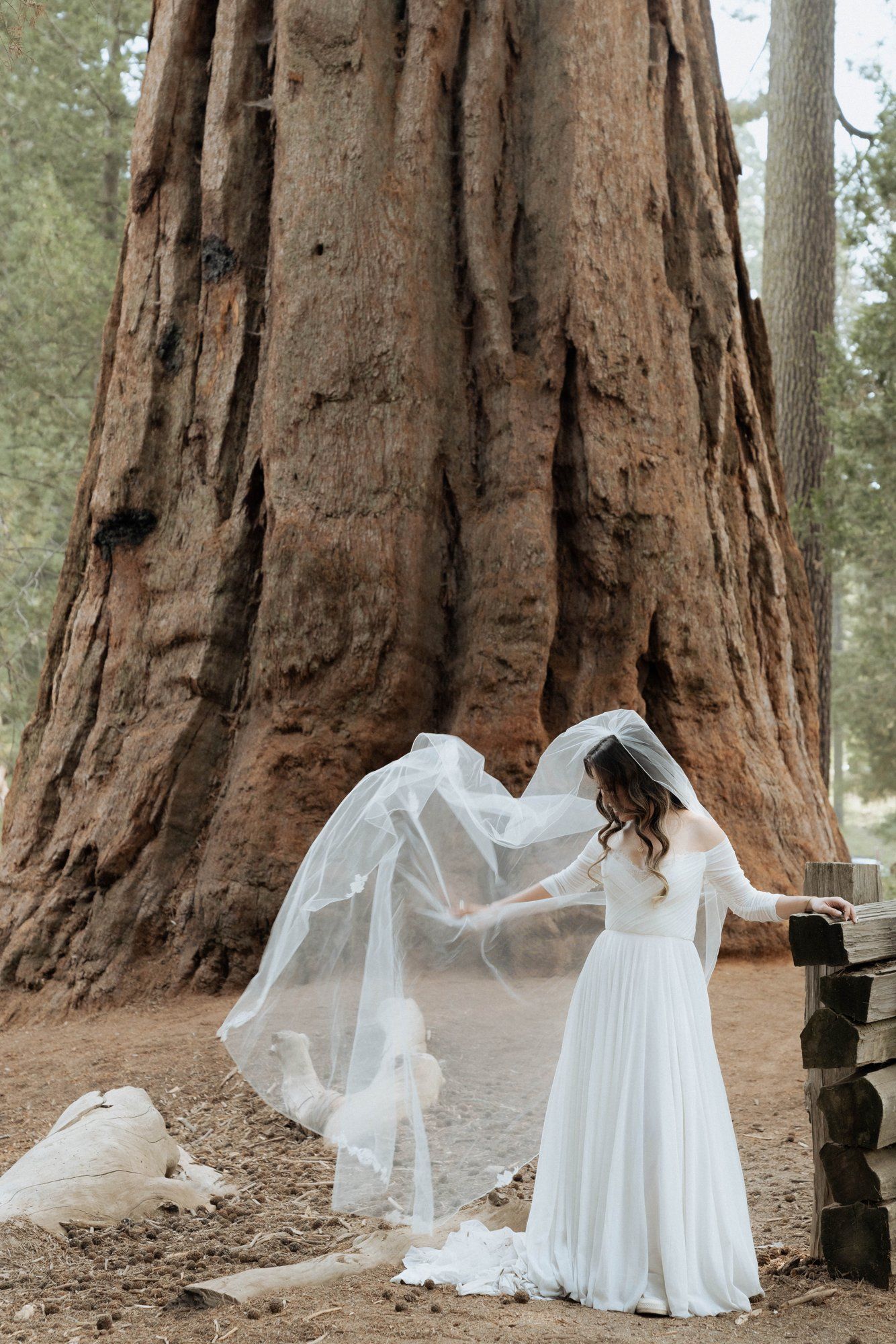 micro wedding in sequoia national park, Family Among the Giant Trees