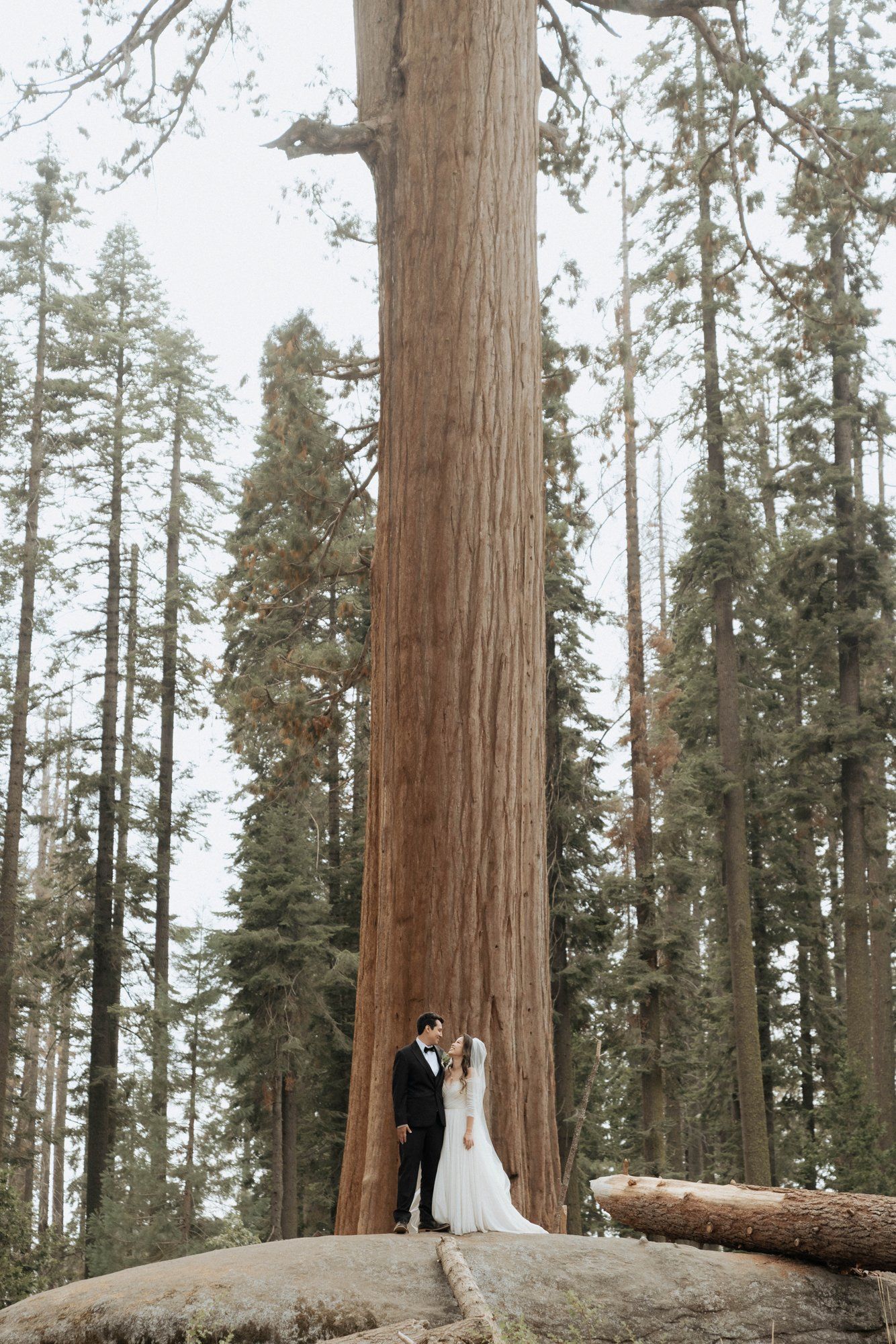 micro wedding in sequoia national park, Family Among the Giant Trees