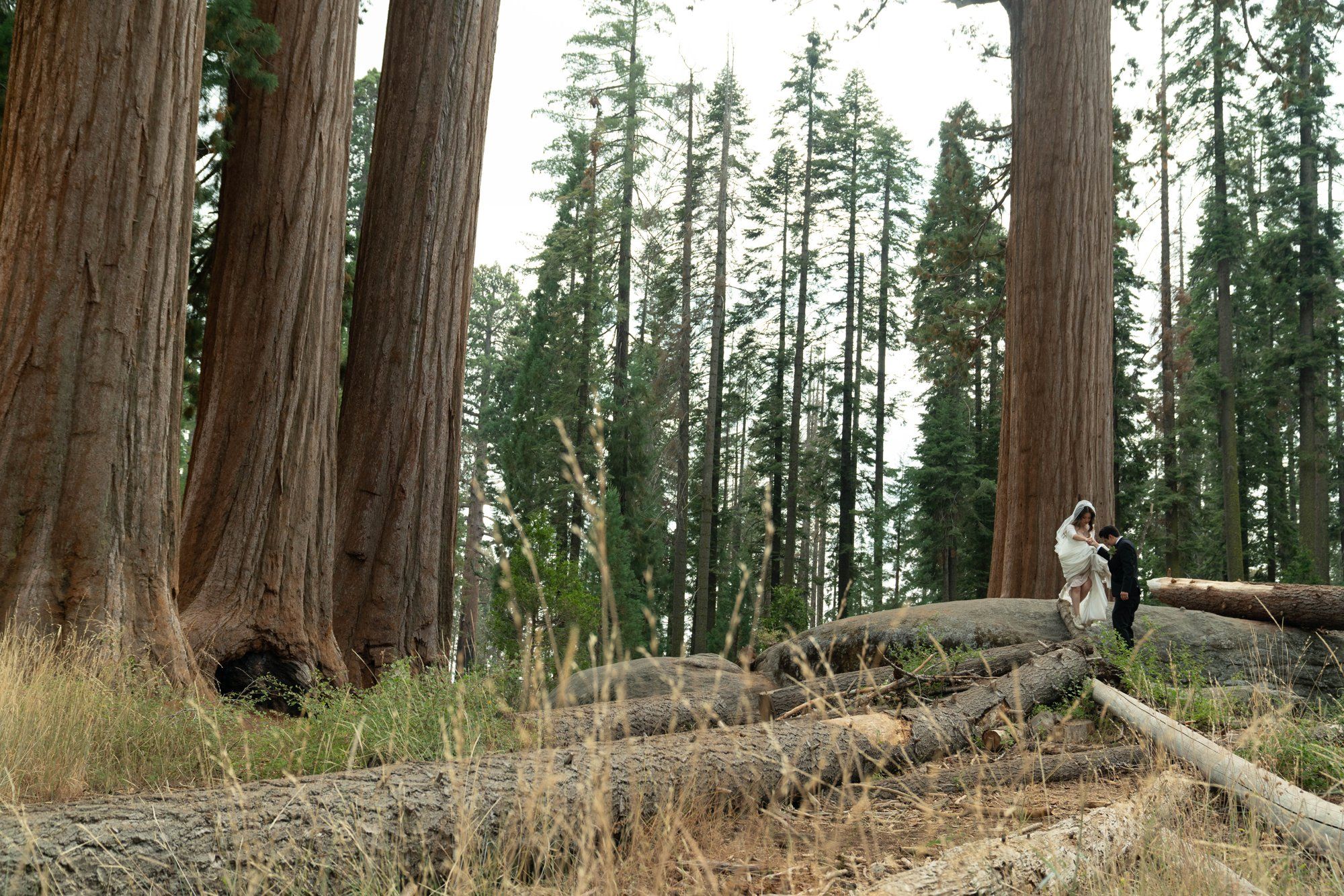 micro wedding in Sequoia National Park, Family Among the Giant Trees