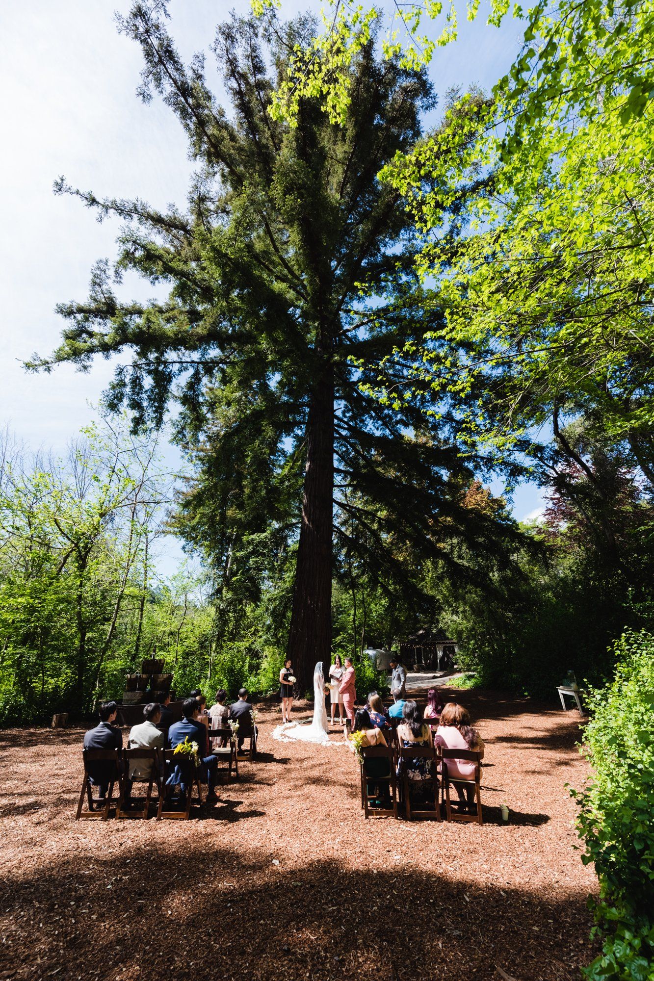 multicultural spring wedding at sand rock farm, Vows in the Redwood Grove, a 20-Guest Spring Redwood Ceremony